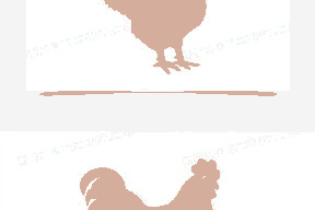 鸡子图片